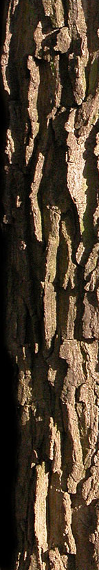 arboristika prologos