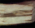 Holzverfärbung durch Pilz