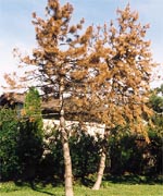 abgestorbener Baum