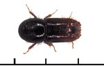 Borkenkäfer (Piyogenes chalcographus)