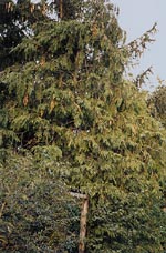 Schadbild am Baum