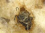 schlüpfende Wespe